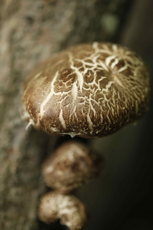 Shiitake growing on oak logs