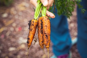 agriculture-carrots-dirty-1268101 copy